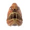 Fangtooth Fish Isolated on White 3D Illustration