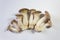 Fanned display of Pleurotus eryngii King Trumpet Mushrooms, centered, isolated on white