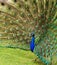 Fanned feathers of a Peacock