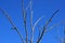 FANNING BRANCHES OF DEAD TREE AGAINST BLUE SKY