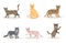 Fanny cartoon cats in different poses. Domestic cats sleeping and walking, sitting and playing, happy and sad kitten