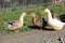 Fanny rural gooses