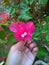 Fanta Coloured Bougainvillea for background