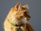 Fanta: an ginger orange male cat profile picture