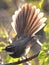 Fantail Flycatcher displaying against light