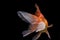 Fantail goldfish action from back, Capture swimming golden fish