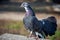 Fantail pigeon looking sideways