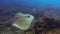 Fantail Sting Ray Cowtail Stingray Or Bull Ray Swimming Over Coral Reef In Blue Sea