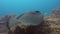 Fantail Stingray Cowtail Sting Ray Or Blotched Fantail Bull Ray Close Up & Swimming