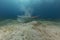 Fantail stingray (pastinachus sephen) the Red Sea.