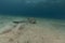 Fantail stingray (pastinachus sephen) the Red Sea.