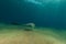 Fantail stingray in the Red Sea.