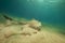 Fantail stingray in the Red Sea.