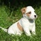 Fantastic adorable Jack Russell terrier puppy