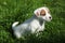 Fantastic adorable Jack Russell terrier puppy