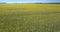 Fantastic aerial view yellow rape flowers on field by forest