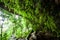 Fantastic ancient cave in the tropical forest, view from inside the cave looking out, lush fern and tropical plants in the wall