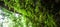 Fantastic ancient cave in the tropical forest, view from inside the cave looking out, lush fern and tropical plants in the wall