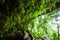 Fantastic ancient cave in the tropical forest, view from inside the cave looking out, lush fern and tropical plants in the wall