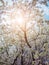 Fantastic apple orchard is illuminated by sunlight. Glowing soft filter