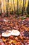 Fantastic autumn colors under a beech forest, in the presence of autumn leaves and mushrooms