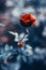 Fantastic background of red rose with dark blue leaves with raindrops growing in garden with shallow Depth of Field
