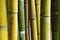 Fantastic bamboo forest