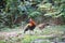 Fantastic beast and where to find them - Gallus gallus/Red junglefowl