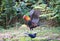 Fantastic beast and where to find them - Gallus gallus/Red junglefowl