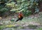 Fantastic beast and where to find them - Gallus gallus/Red junglefowl