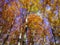 Fantastic beech trees with autumn colors in Tuscany
