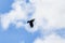 Fantastic black bird is flying under white foggy clouds and sky