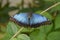 Fantastic Blue Morpho Butterfly With Wings Open