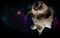 Fantastic cat in space