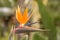 Fantastic close up from a bird of paradise blossom