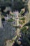 Fantastic Close Up of a Flowering Cactus in Aruba