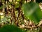 Fantastic close-up of a forest with leaf in foreground