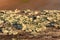 Fantastic Close Up of Light Green Lichen Growing on Wood