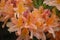 Fantastic Close Up Look at Orange Azalea Blossoms