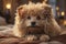 Fantastic close-up photo of a cute funny Hungarian Puli on a blanket background