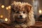 Fantastic close-up photo of a cute funny Hungarian Puli on a blanket background