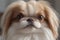 Fantastic close-up photo of a cute funny Japanese Chin on a light background