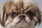 Fantastic close-up photo of a cute funny Japanese Chin on a light background