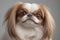 Fantastic close-up photo of a cute funny Japanese Chin on a light background