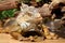 fantastic close-up portrait of tropical iguana. Selective focus, shallow depth of field