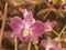 Fantastic close-up of a red orchid