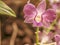 Fantastic close-up of a red orchid