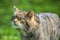 Fantastic close up of Scottish wildcat