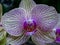 Fantastic close-up of a yellow pink orchid