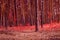 Fantastic coniferous autumn forest repainted in the red